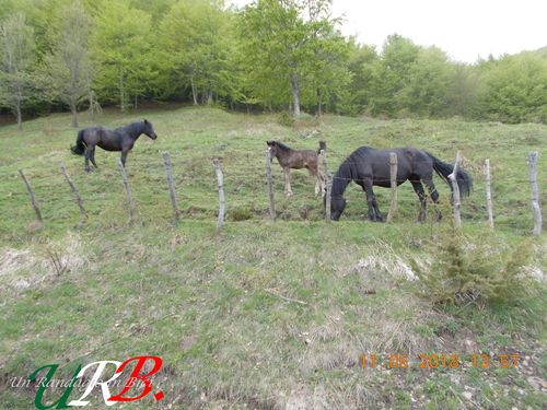 rid 2018 09 10 cavalcando appennino ligure 11