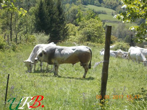 rid 2017 09 10 cavalcando appennino ligure 23