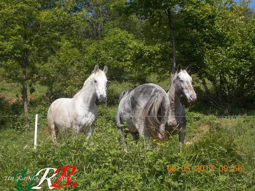 rid 2017 09 10 cavalcando appennino ligure 4