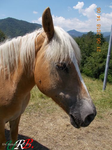 rid 2018 09 10 cavalcando appennino ligure 13